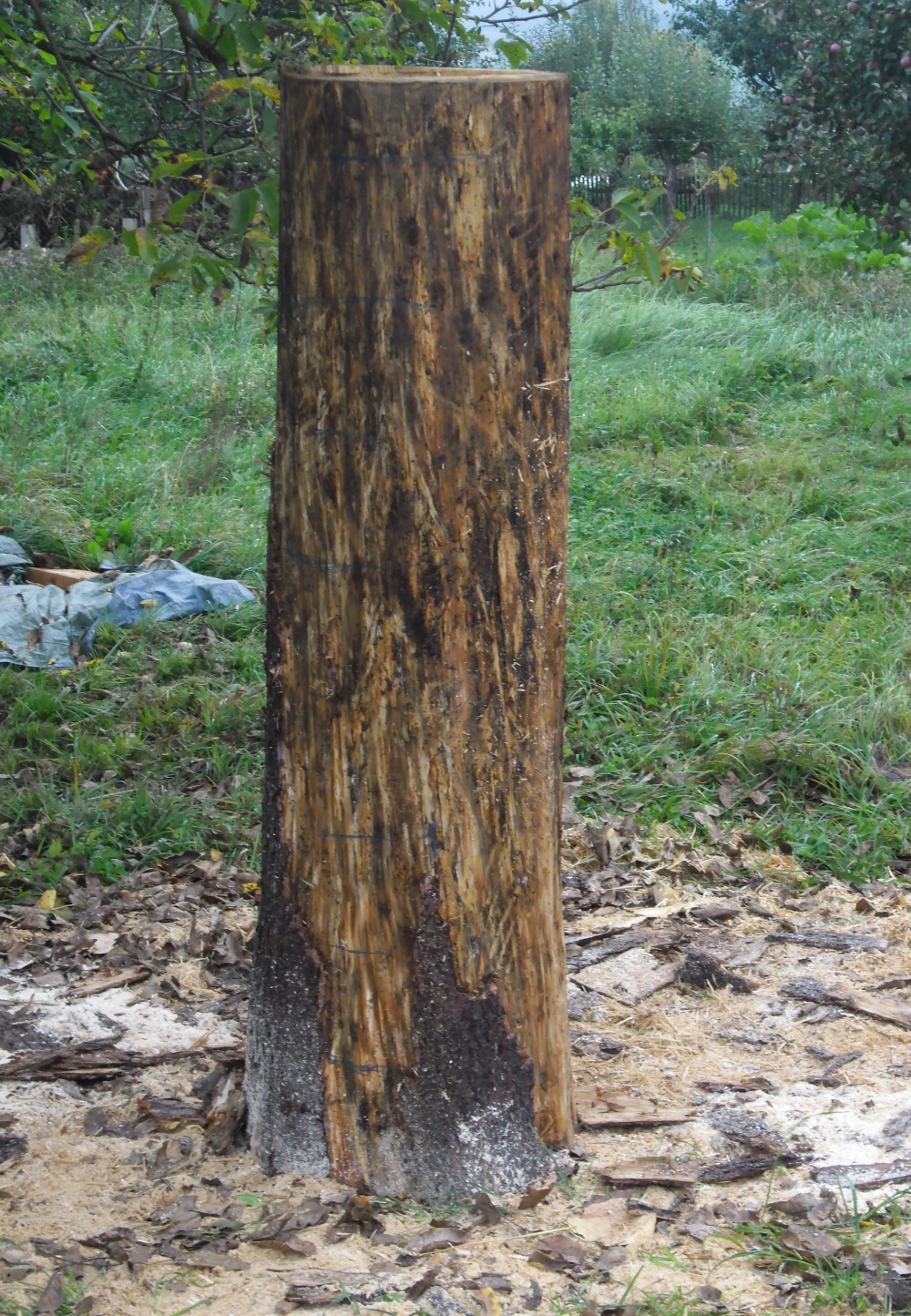 2012.09. -  Kočička (1)