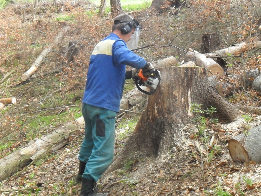 Oživlý pařez II. (01)