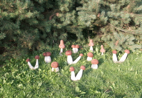 2010. 08. - Houby (1)