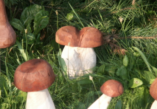 2010. 08. - Houby (6)