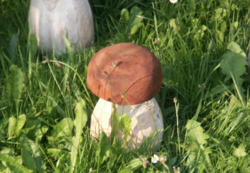 2010. 08. - Houby (8)