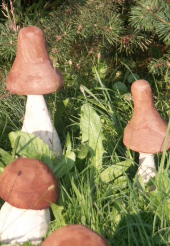 2010. 08. - Houby (11)