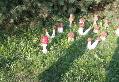 2010. 08. - Houby (12)