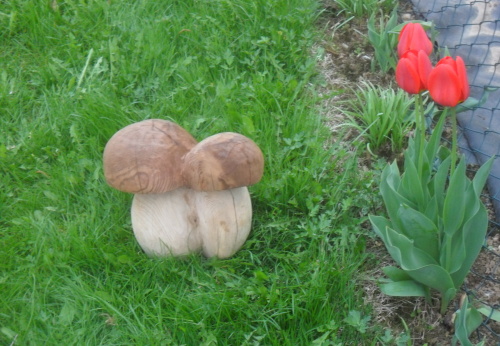 2011. 04. - 05. - Houby (4)