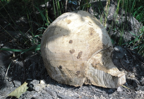 2014.07.-08. Ježečci (5)